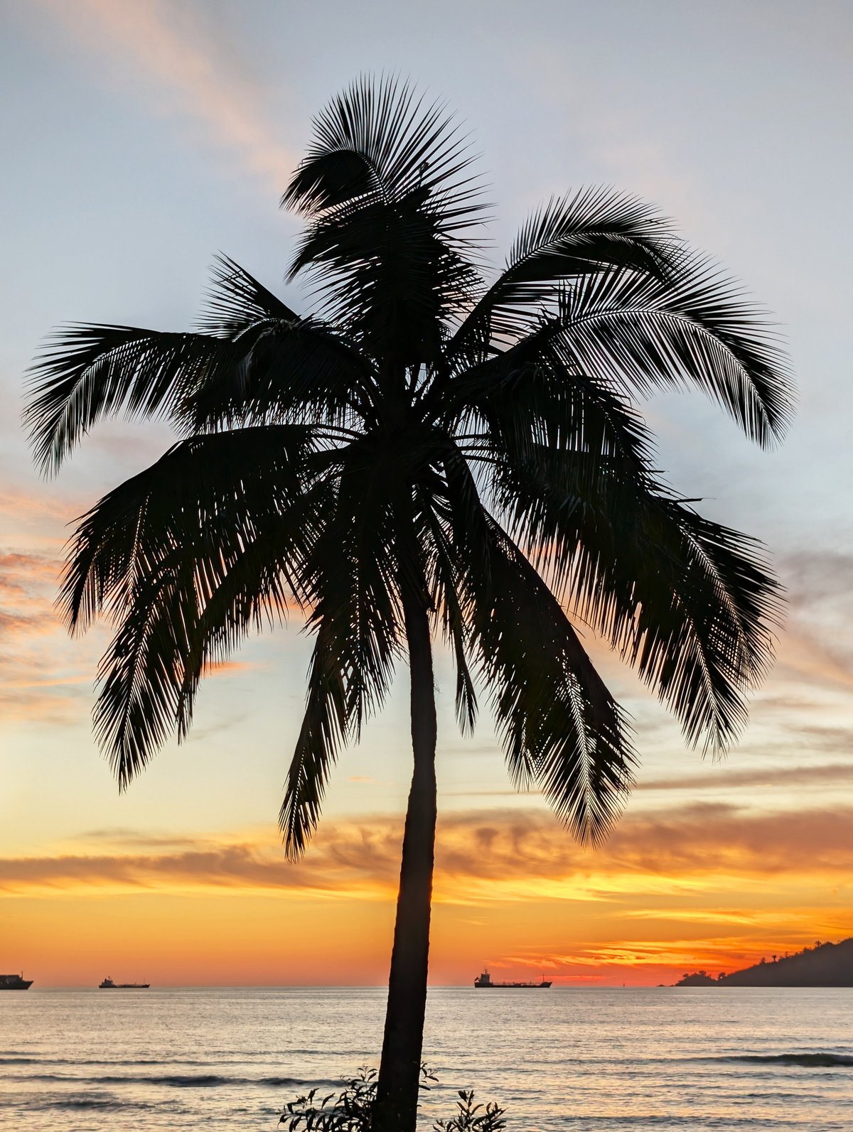 Palm tree silhouette at sunset over calm water
